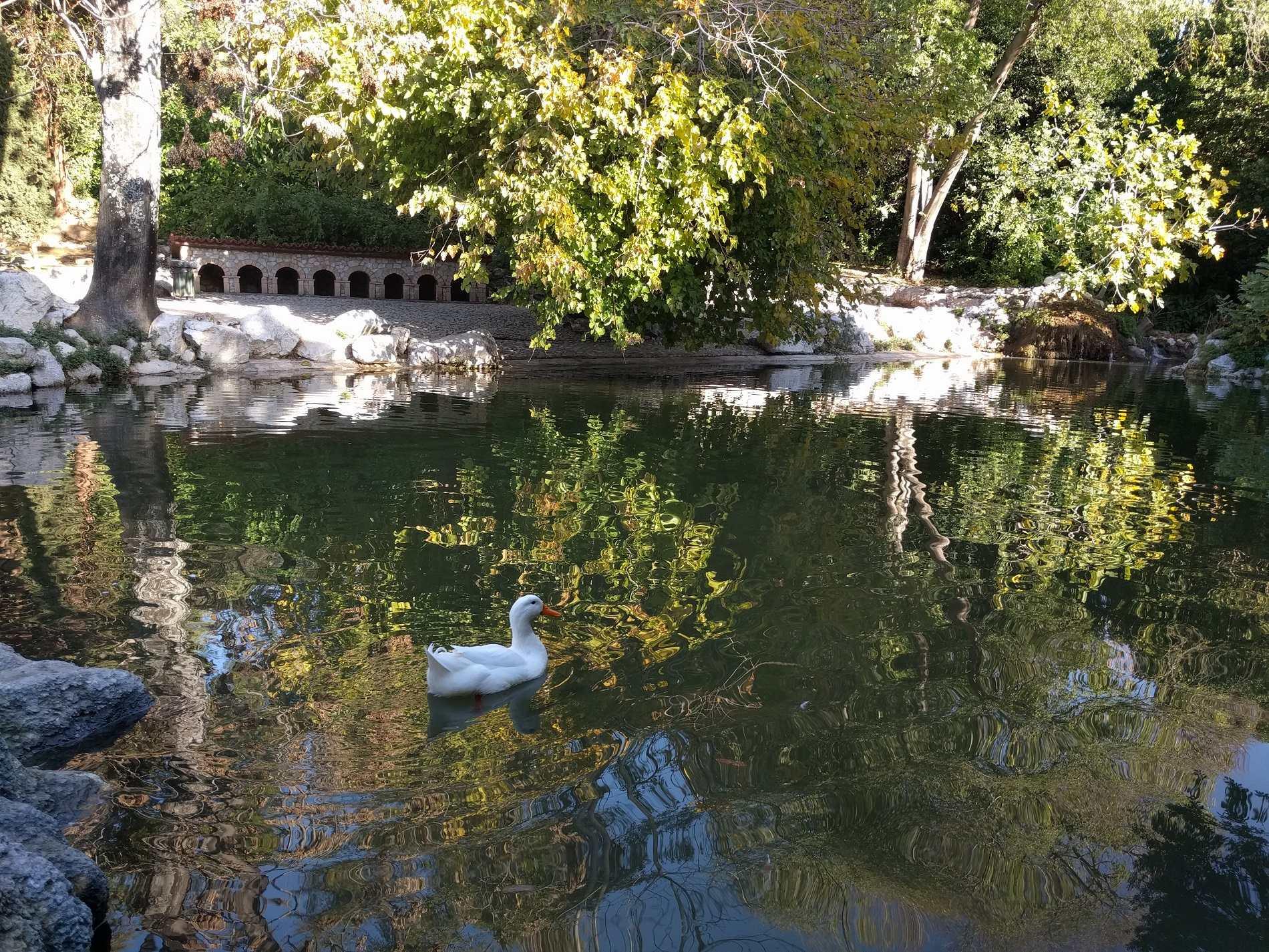 Pond in the premises of the National Garden of Athens
